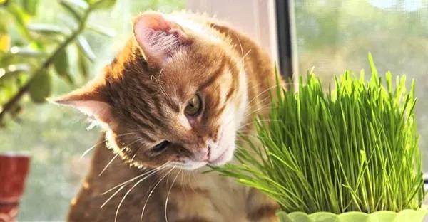 猫草是什么植物的种子