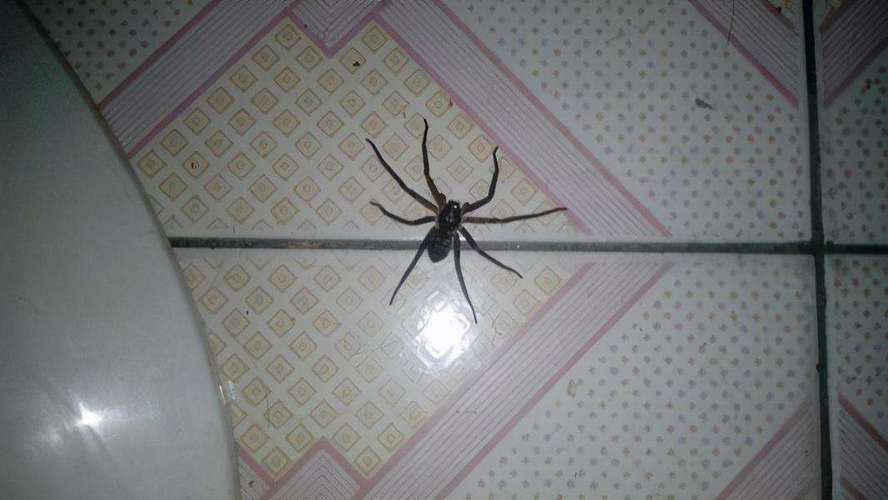 家里蜘蛛能不能直接打死为什么