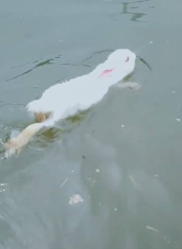 兔子会不会游泳怕不怕水