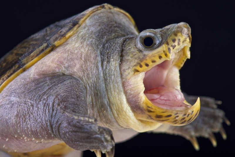 怎么才能让乌龟张开嘴巴（让乌龟张嘴吃蔬菜）