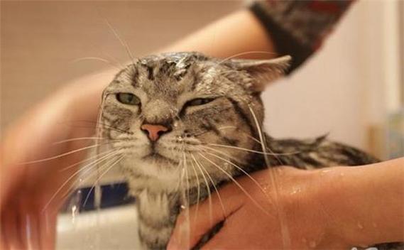 猫咪可以洗澡吗，多长时间洗一次为好