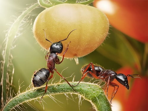 蚂蚁的生活环境和特点有哪些