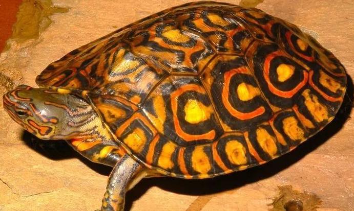 洪都拉斯木纹龟是半水龟吗，要加温吗
