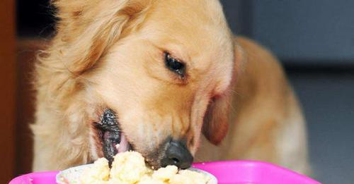 狗狗可以吃芝士吗有营养吗（狗吃了芝士会死吗）