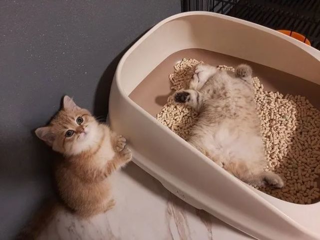 两只猫能在一个猫砂盆里拉屎吗（两只猫可以一个猫砂盆吗）