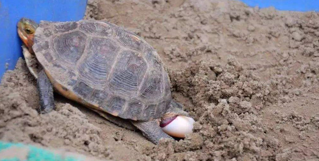 乌龟几年才能下蛋（乌龟如何繁殖的）