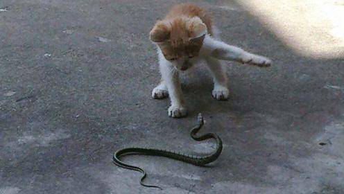 猫和蛇的反应速度哪个快一点,有科学依据吗?