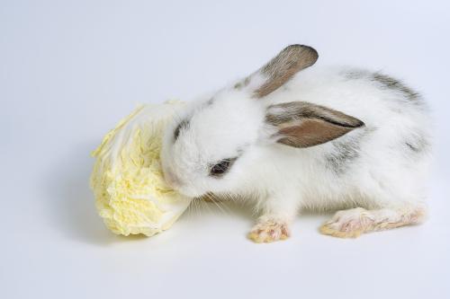 兔子能吃白菜叶子吗为什么（兔子不适合的蔬菜）