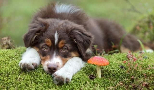 狗能吃蘑菇吗生的（狗狗可以长期吃的蔬菜）