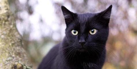 家中养黑猫有什么说法（养黑猫有啥讲究吗）