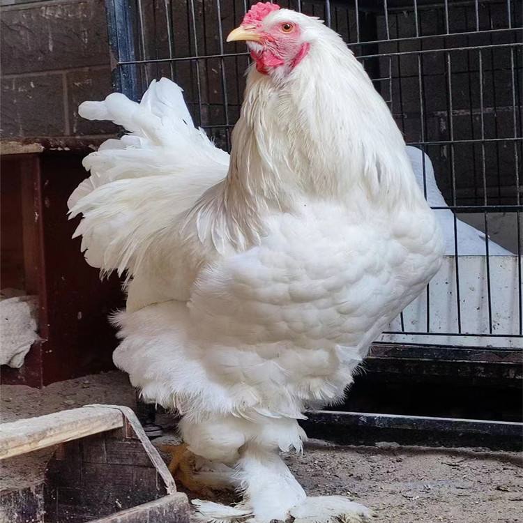 婆罗门鸡能长多少斤产蛋呢（如何区分真假婆罗门鸡）