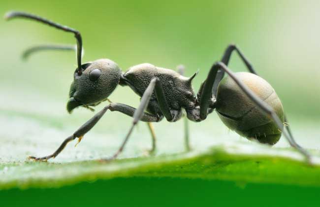 蚂蚁的天敌是什么动物长什么样子（消灭蚂蚁最简单的办法）