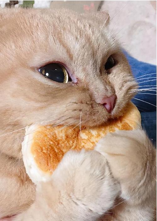 猫能吃馒头吗熟的（没猫粮了可以吃米饭吗）
