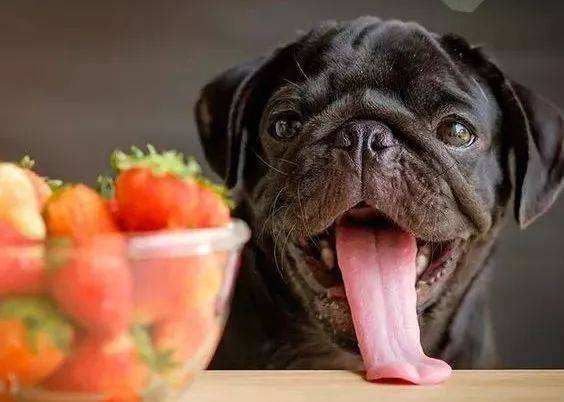 狗不能吃什么水果和蔬菜食物