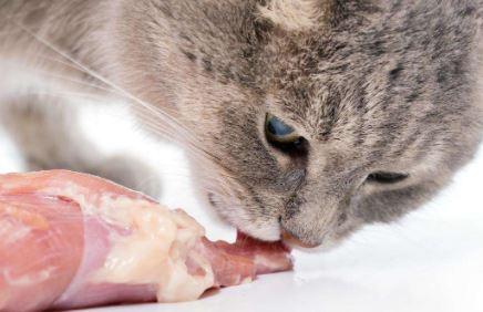 猫咪吃生肉还是熟肉好消化一点（鸡胸肉喂猫的正确方法）