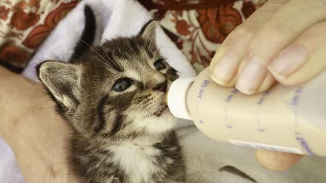 没羊奶粉用什么代替喂小猫没有满一个月