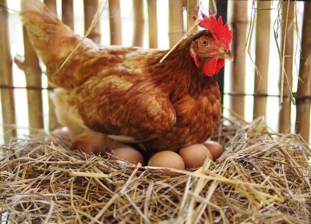 母鸡下蛋需要公鸡吗为什么（有精蛋和无精蛋的区分方法）