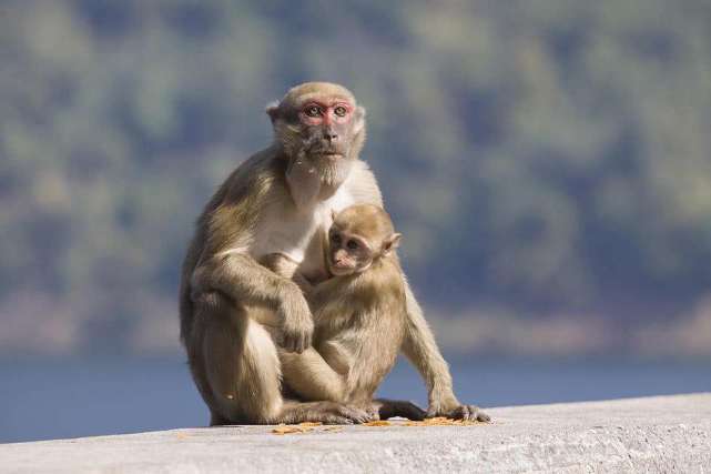 猴子的智商相当于人几岁（猴子会把人当成同类吗）