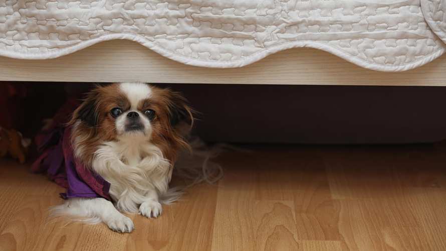 狗躲在床底有什么预兆吗（狗躲床底下是什么寓意）