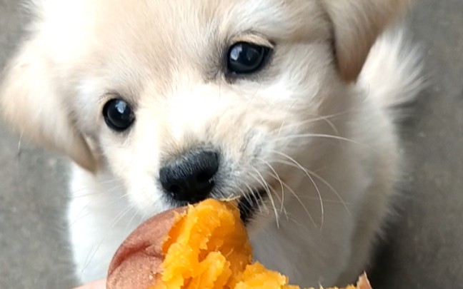 狗能吃红薯吗蒸熟的可以吃吗