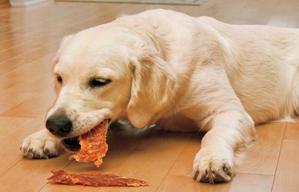 狗狗可以吃水煮虾吗有营养吗