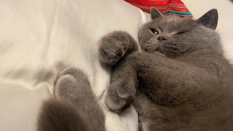 防止猫爬床最有效的方法（猫睡在枕头边和脚边的区别）