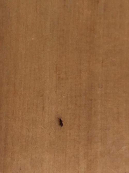 床上的小虫棕色一捏就碎是什么虫怎么去掉