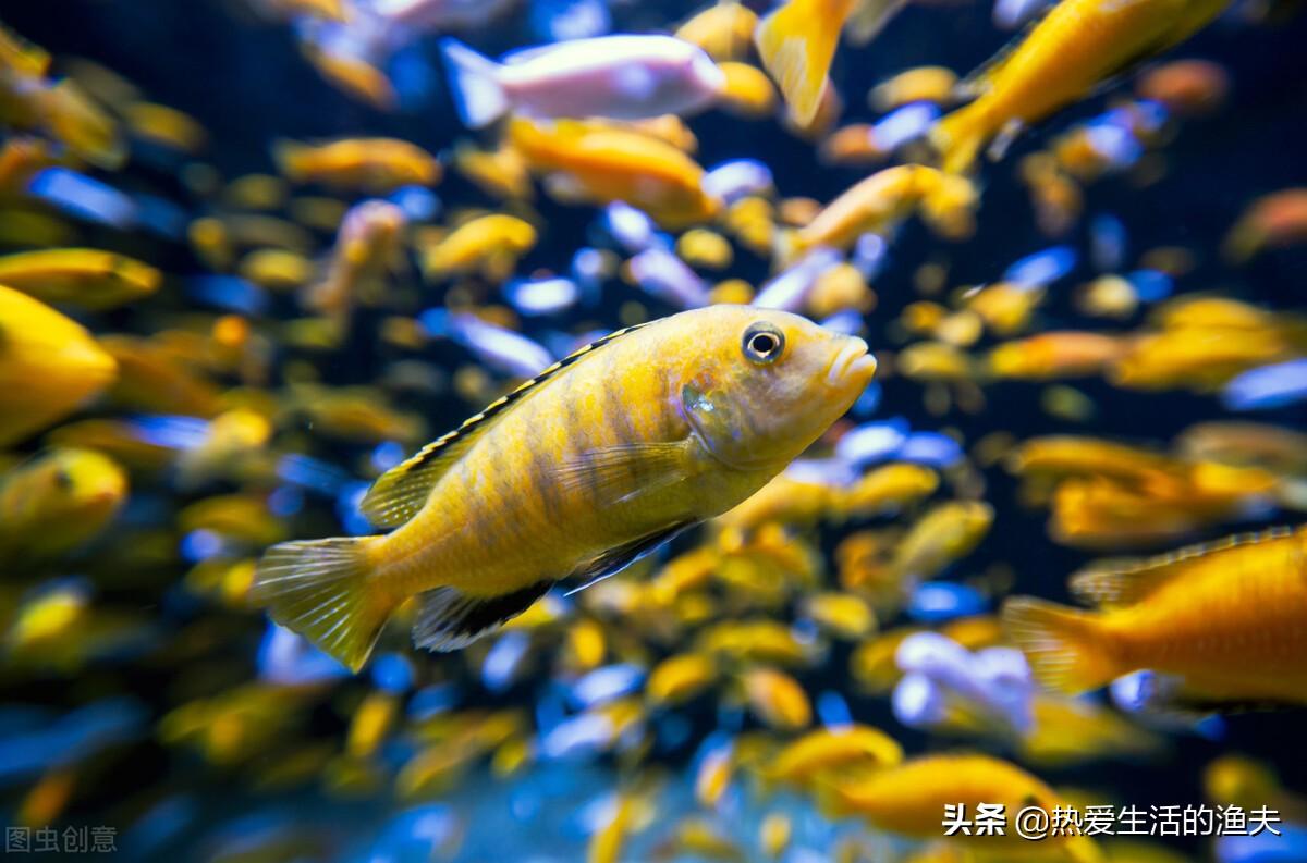 鱼缸水发黄但是很清澈什么原因（鱼缸水发黄是怎么回事）